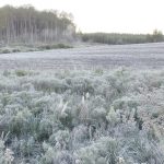 Rio Grande do Sul registra primeiras temperaturas abaixo de zero de 2026