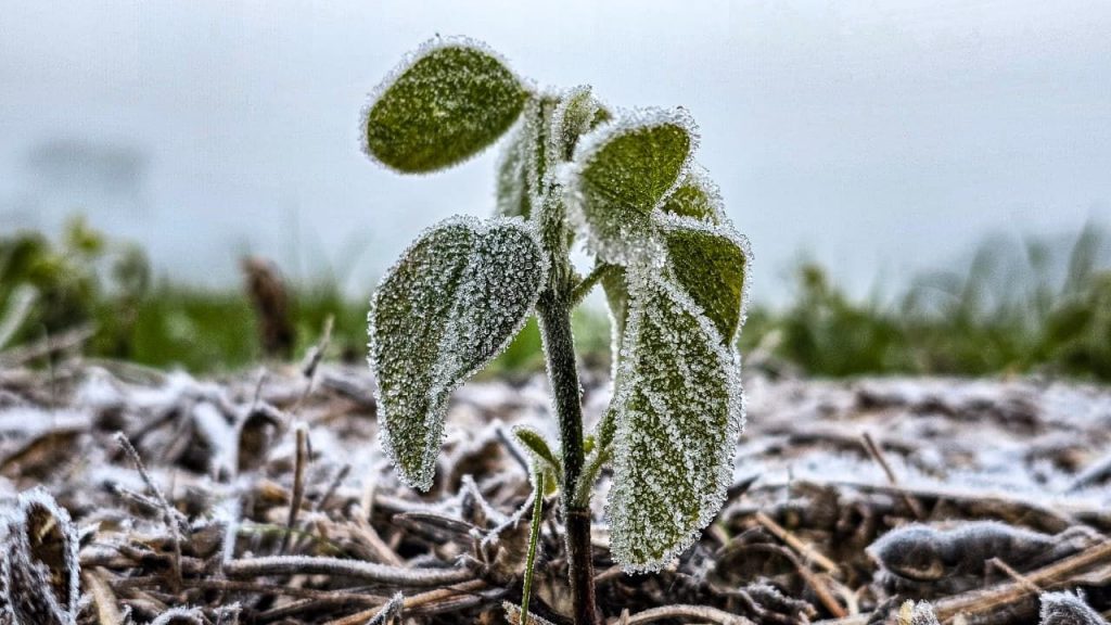 Onda de frio traz marcas abaixo de zero do Sul ao Norte do Rio Grande do Sul