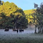 Onda de frio entra no sexto dia com até 5ºC abaixo de zero