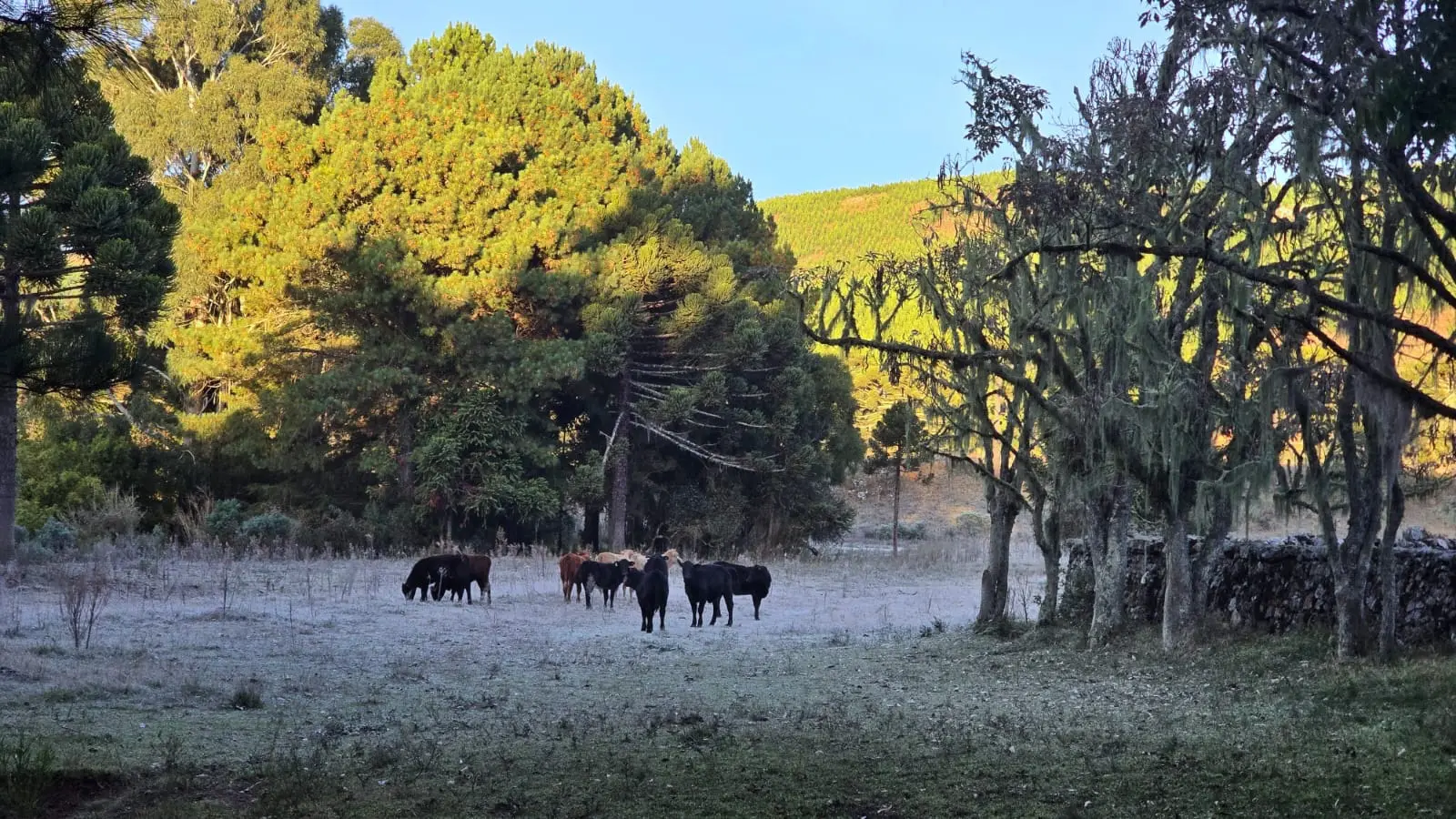 Foto mostra o frio em Santa Catarina