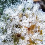 Período frio completa uma semana, segue com marcas negativas e vai longe