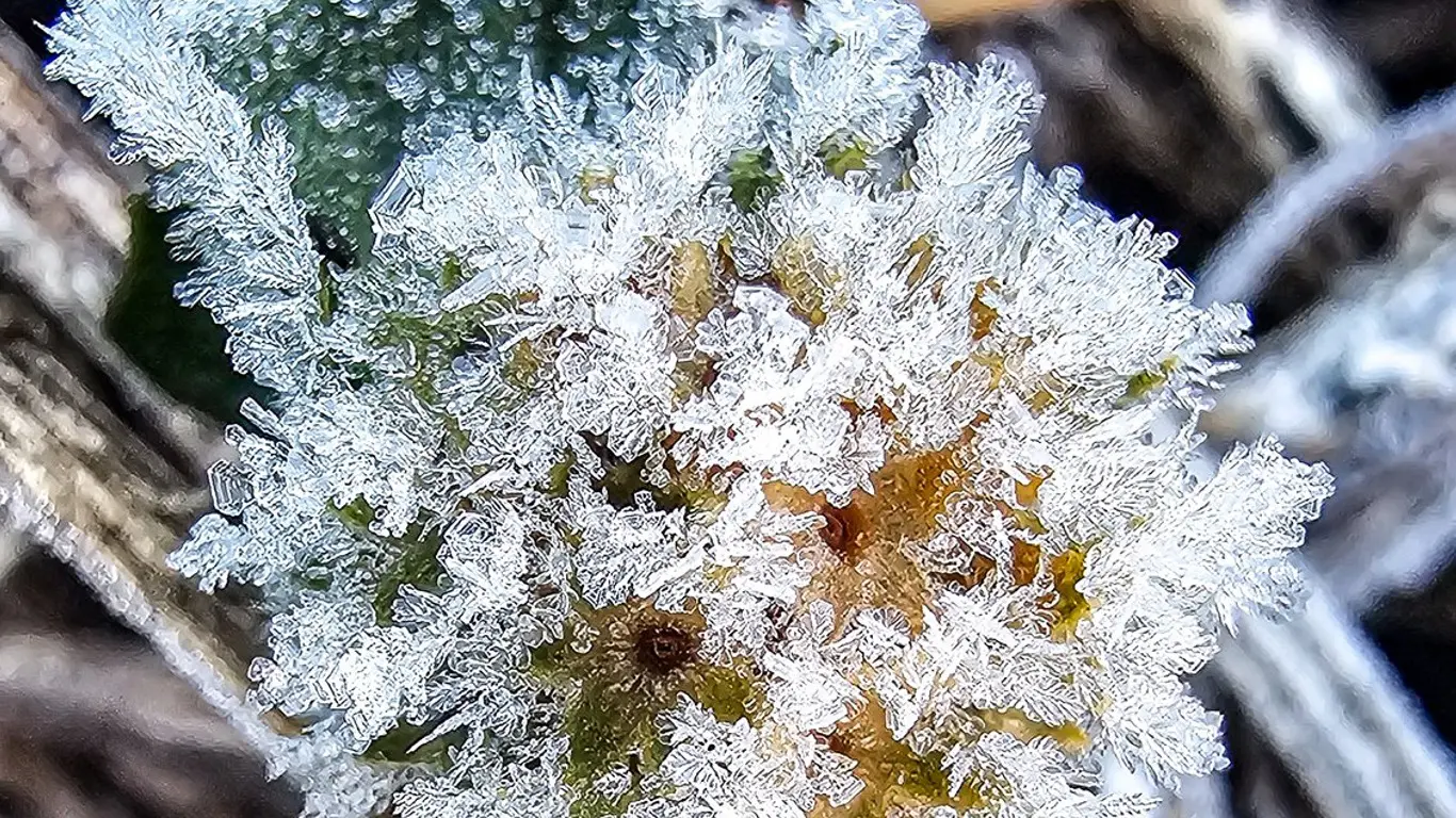 Foto mostra geada pelo frio em Sobradinho (RS)