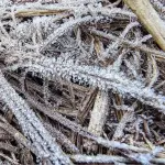 Semana começa com frio abaixo de zero e geada