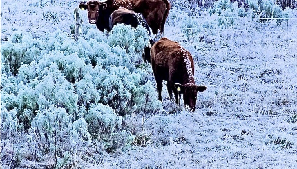 Frio de -9ºC forma gelo sobre os animais em Santa Catarina