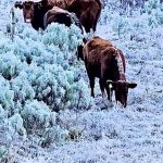 Frio de -9ºC forma gelo sobre os animais em Santa Catarina