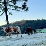 Rio Grande do Sul completa uma semana abaixo de zero com frio de -5ºC