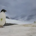 Estudo desvenda mistério de milhões de anos do clima polar