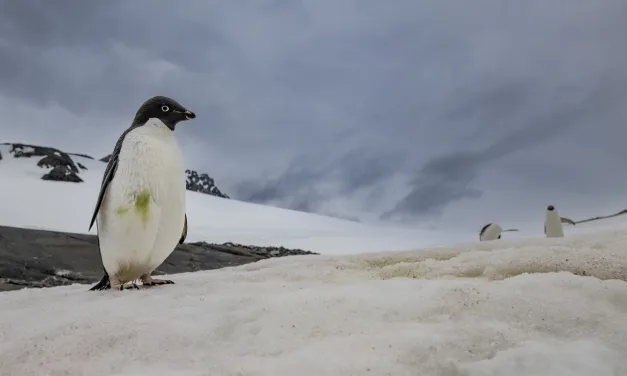 Estudo desvenda mistério de milhões de anos do clima polar