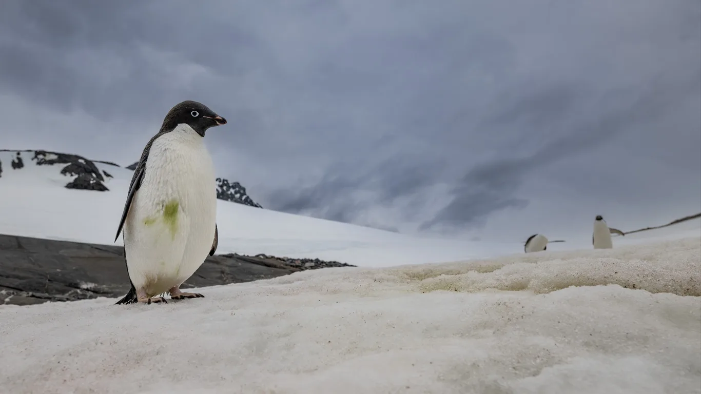 Foto mostra clima polar na Antártida 