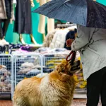 Chuva retorna ao Rio Grande do Sul neste domingo; veja o que esperar