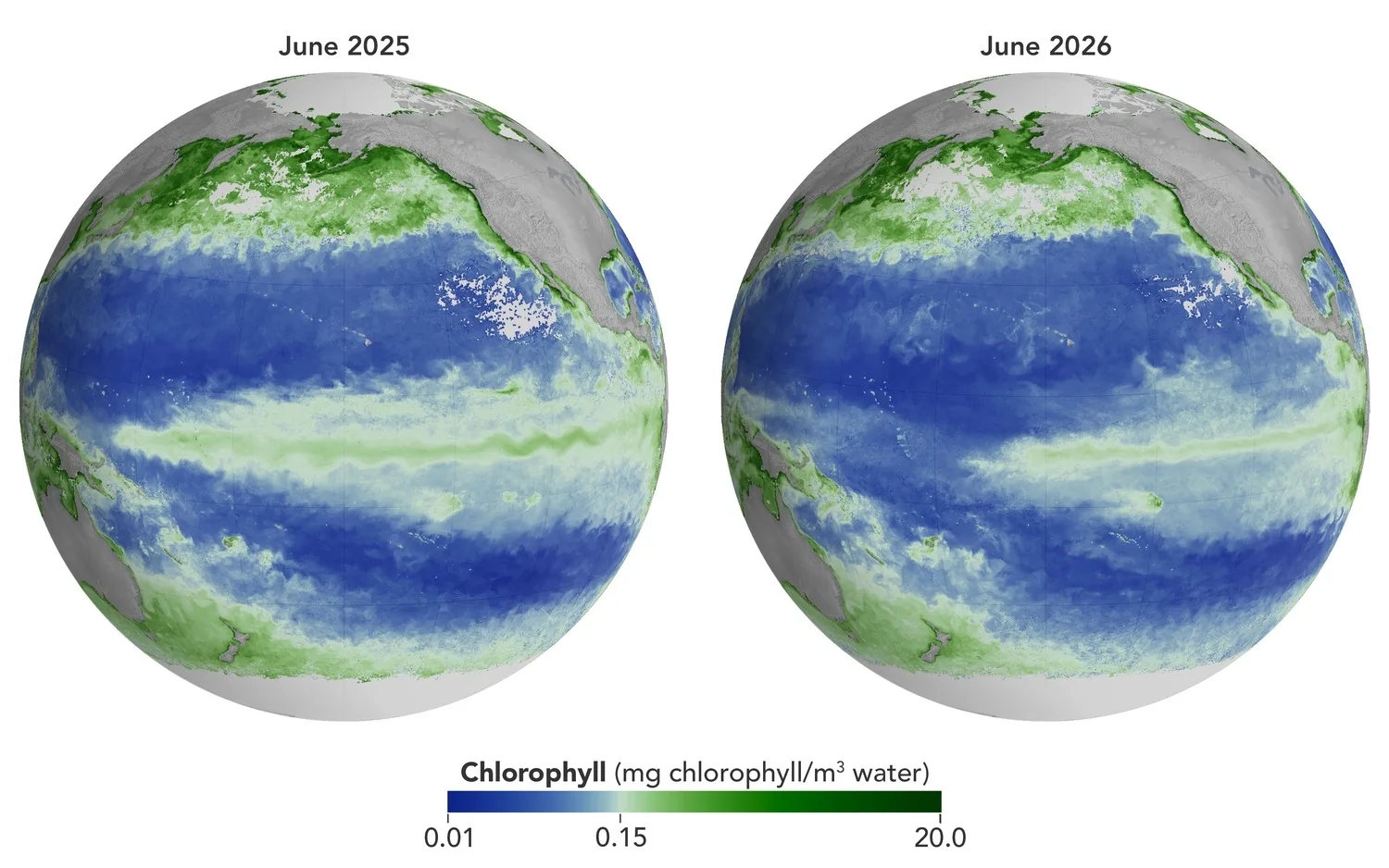 Mapas de 2025 e 2026 mostram redução significativa na concentração de clorofila em uma extensa área do Pacífico Equatorial devido ao El Niño