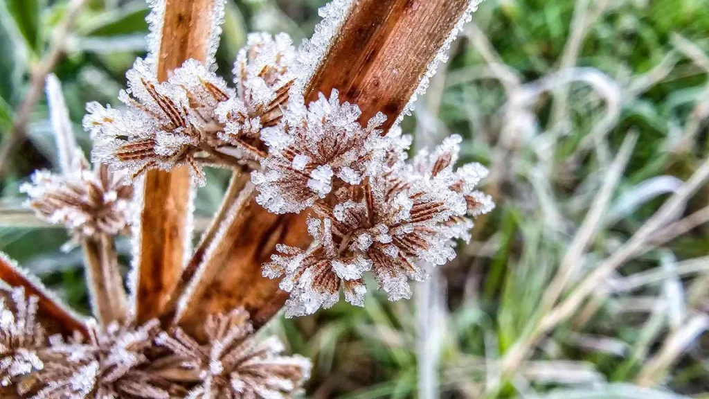 Rio Grande do Sul completa 40 dias com frio abaixo de zero no ano
