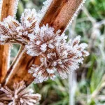 Rio Grande do Sul completa 40 dias com frio abaixo de zero no ano