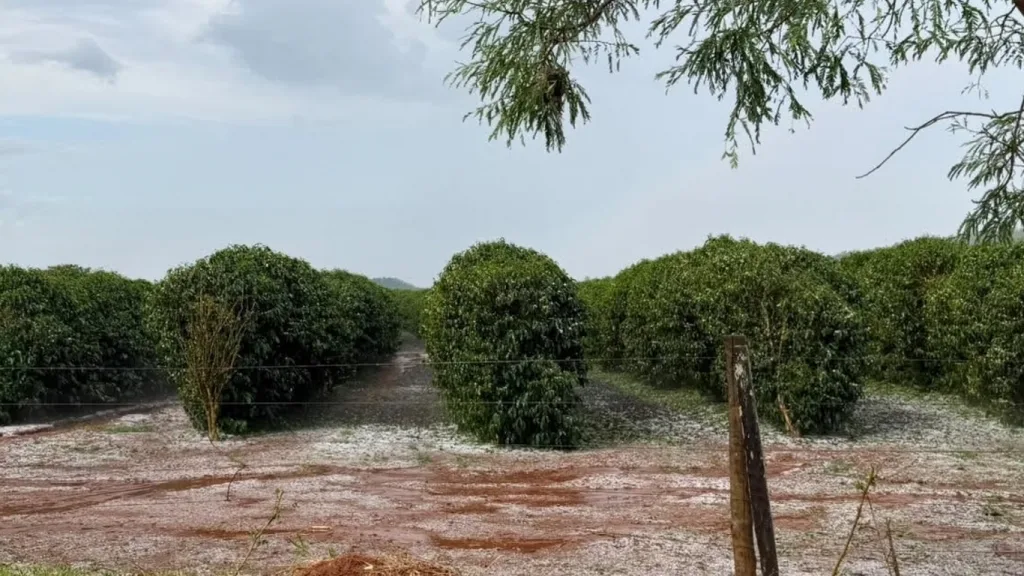 Granizo traz danos na maior região de café do Brasil e afetará próxima safra