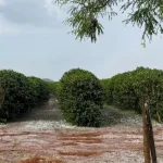 Granizo traz danos na maior região de café do Brasil e afetará próxima safra