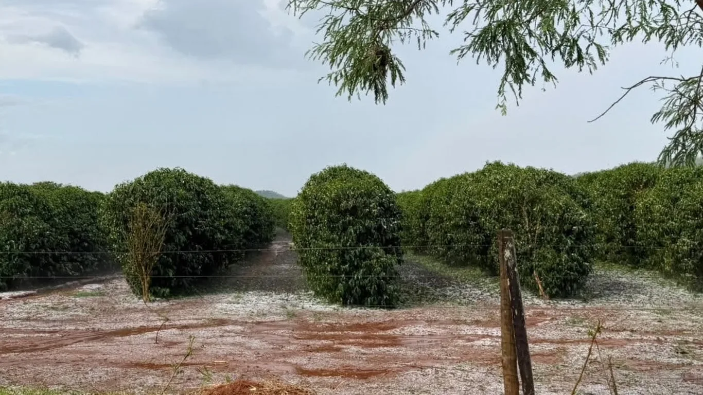 Granizo em lavouras de café de Minas Gerais