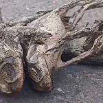 Sapos morrem eletrocutados após tempestade no litoral gaúcho