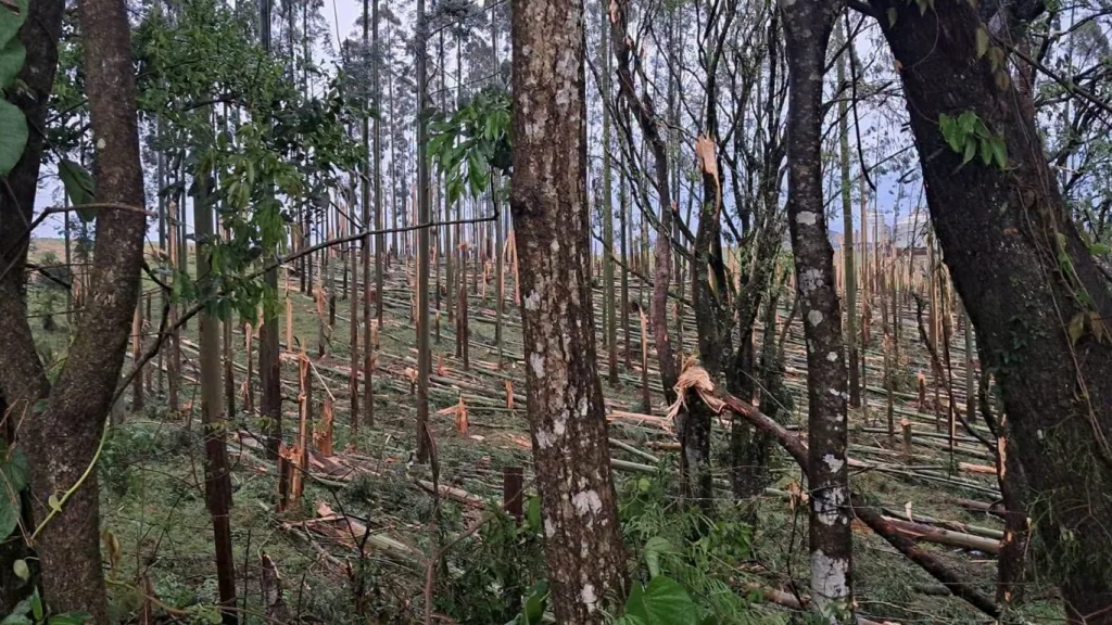 Dois tornados em poucas horas causam destruição no Paraná