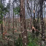 Dois tornados em poucas horas causam destruição no Paraná