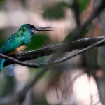 Por que os pássaros cantam mais na primavera?